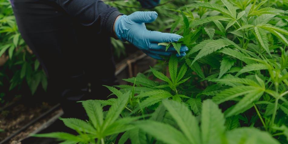 Cannabis Medicinal Colombia